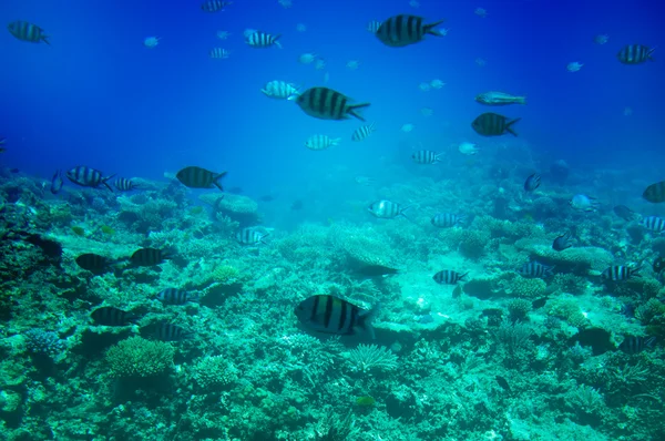 Unterwasserlandschaft des Roten Meeres. — Stockfoto