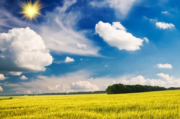 Великолепное зеленое поле и голубое небо с солнцем . — стоковое фото