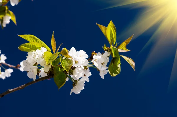 Fantastic beams above image of blooming cherry. — Stock Photo, Image