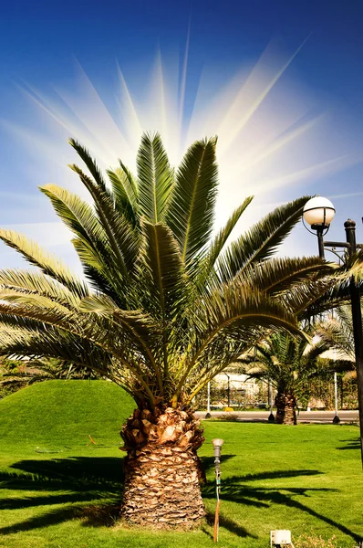 Wunderschöne grüne Palme vor blauem Himmel. — Stockfoto