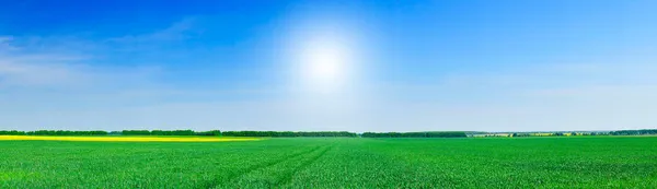 Small wheat , beautiful colza and blue sky with sun. Panorama — Stock Photo, Image