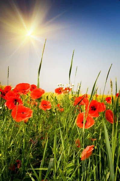 Summer field with wheat and colorful poppies. — Stock Photo, Image