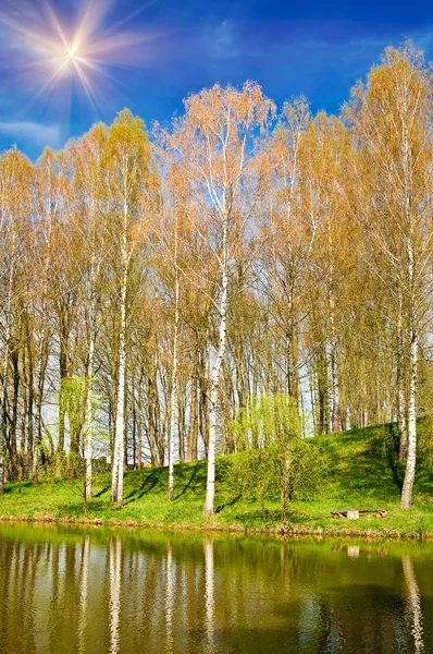 Bosque de primavera junto al bonito estanque . — Foto de Stock
