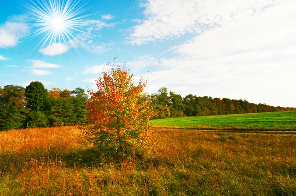 Autumnal panorama of field. and grove. — Stock Photo, Image