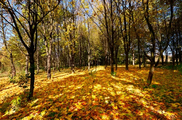 Floresta no Outono . — Fotografia de Stock