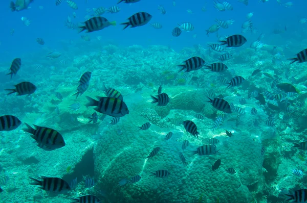 Underwater landscape of Red Sea. — Stock Photo, Image