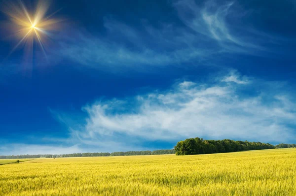 Esplêndido campo verde e o céu azul com sol . — Fotografia de Stock