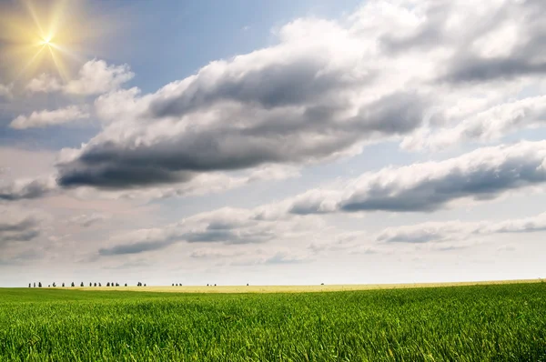 Зеленая пшеница и красивое голубое небо . — стоковое фото