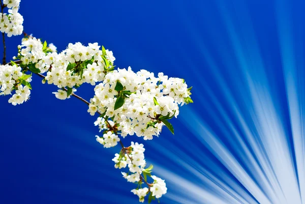 Immagine insolita di prugna fiorita . — Foto Stock