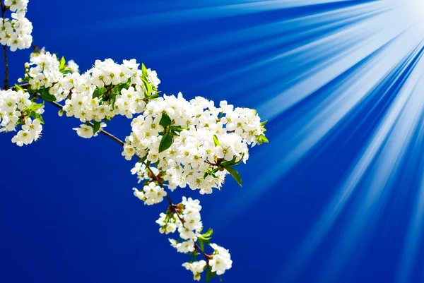 Fiore di ramo di prugna e sole sullo sfondo del cielo . — Foto Stock