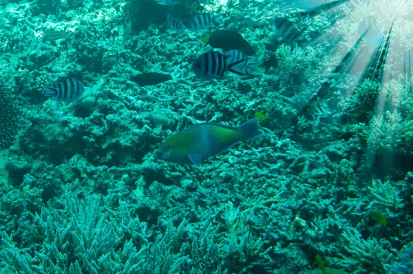 Paisaje submarino del Mar Rojo . — Foto de Stock