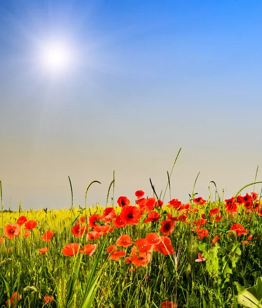 Wunderbare Mohnblumen und lustige Sonnenstrahlen. — Stockfoto