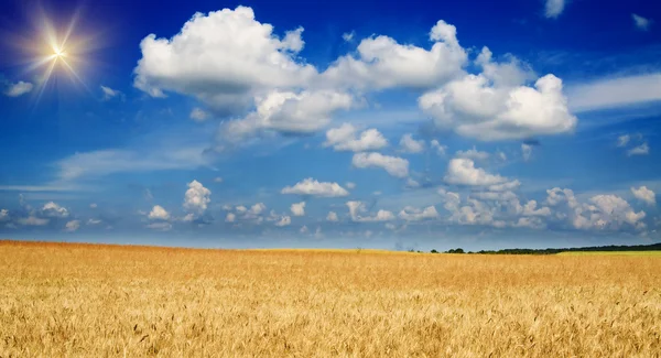 Beautiful golden field of ripe wheat and fun sun by summer. — Stock Photo, Image
