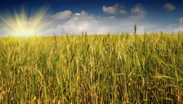 Zlatá zralá pšenice na pozadí modré oblohy. — Stock fotografie