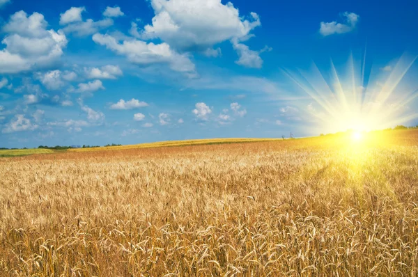 Beautiful golden field of ripe wheat by summer. — Stock Photo, Image