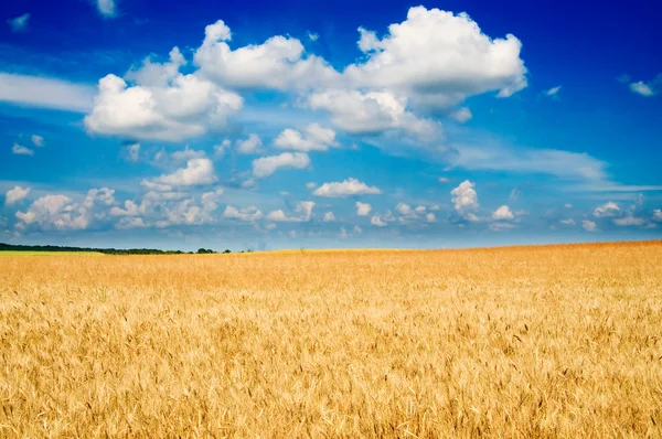 Buğday inanılmaz sarı alan. — Stok fotoğraf