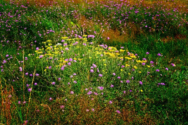 夏での芝生に素晴らしい. — ストック写真