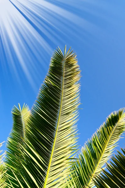 Magnifique branche verte de palmier contre le ciel bleu . — Photo
