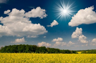 Amazing image sun,field and blue sky. clipart