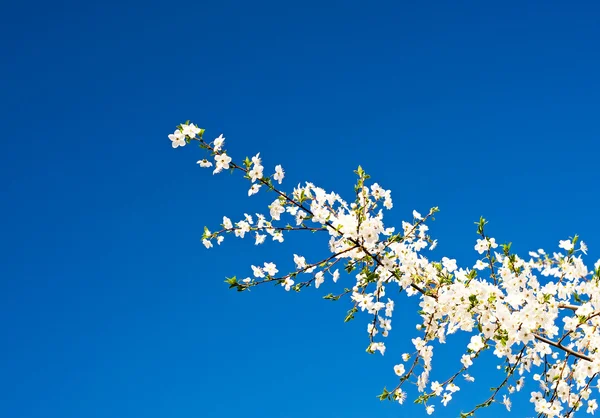 Wonderful plum tree blossom. — Stock Photo, Image