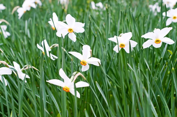 Prachtvolle Frühlingsblumen der Narzissen. — Stockfoto
