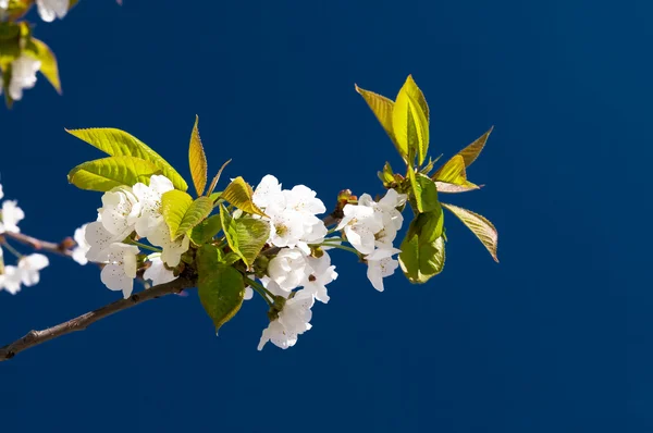 Blühen des Kirschbaums. — Stockfoto