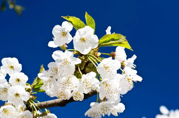 Schöne, farbenfrohe Kirschbaumblüte. — Stockfoto