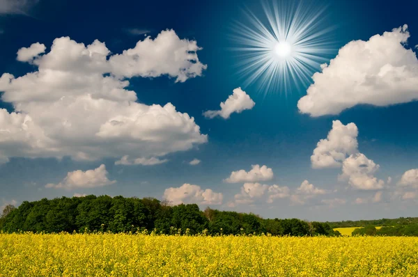 Verbazingwekkende beeld zon, veld en blauwe hemel. — Stockfoto