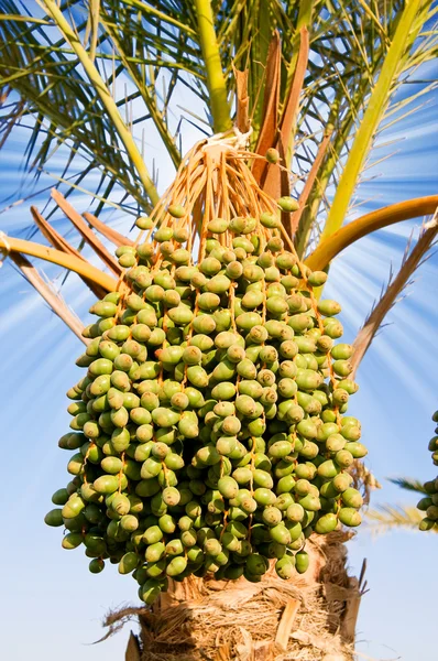 Date palm with green unripe dates.