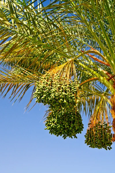 Date palm. — Stock Photo, Image