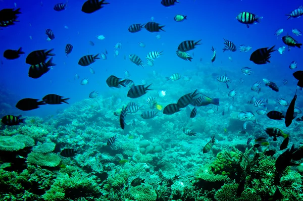 Vörös-tenger csodálatos víz alatti világ. — Stock Fotó