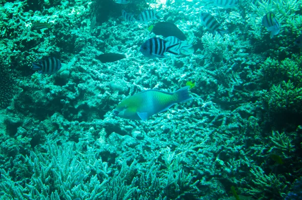 Незабываемый подводный пейзаж Красного моря . — стоковое фото