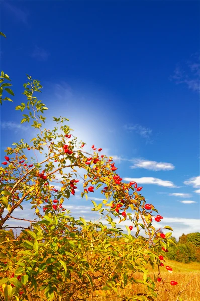 Wild rose and fun sun by autumn. — Stock Photo, Image