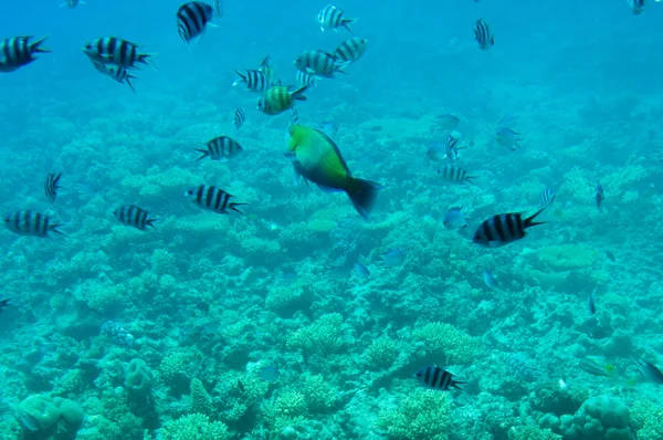 Vörös-tenger csodálatos víz alatti világ. — Stock Fotó