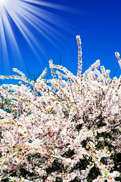 Bello, colorato fiore di cespuglio . — Foto Stock