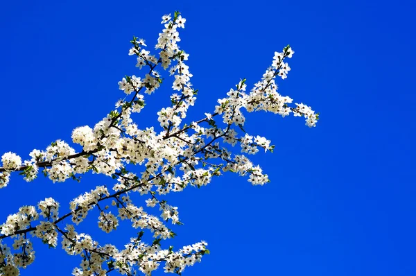 Beautiful plum tree blossom. — Stock Photo, Image