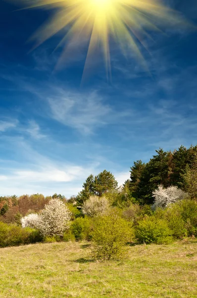 Bel sole sopra foresta primaverile entro la primavera . — Foto Stock