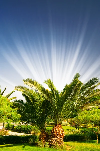 Soleil amusant et grand palmier vert . — Photo