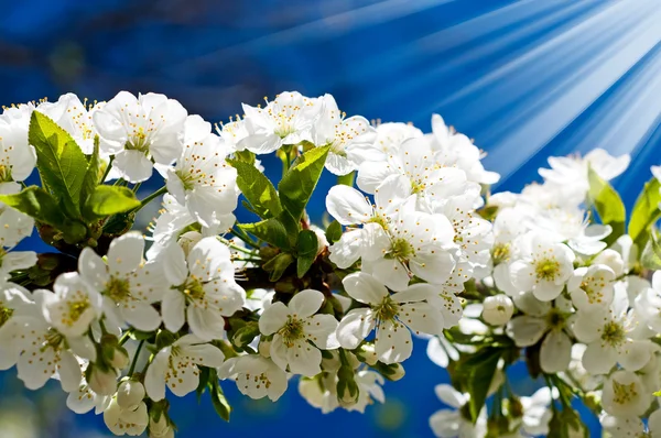 Zadziwiający obraz kwitnących wiśni. — Zdjęcie stockowe