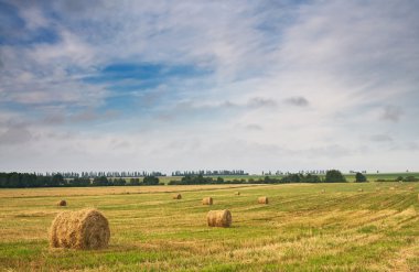 Beautiful stubble field with hay bales by summer. clipart