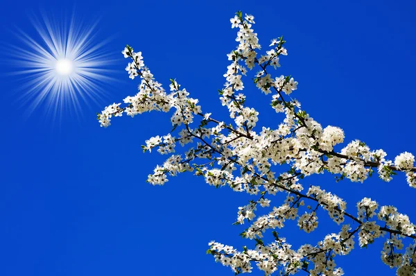 Schöne Pflaumenbaumblüte und lustige Sonne. — Stockfoto