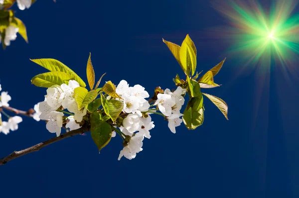 Blommande körsbär träd av våren. — Stockfoto