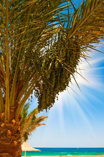 Date palm with bunches of dates and fun sun. — Stock Photo, Image