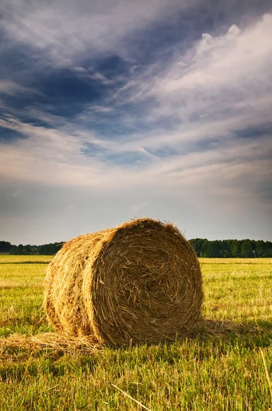 干し草の俵夏によって美しい無精ひげ分野. — ストック写真