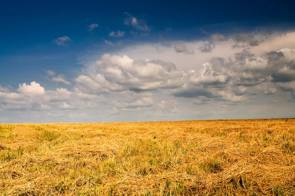 Mown field of wheat and amazing blue sky with white clouds. — Stock Photo, Image