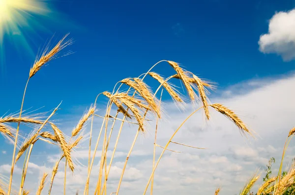 驚くべき熟した小麦. — ストック写真