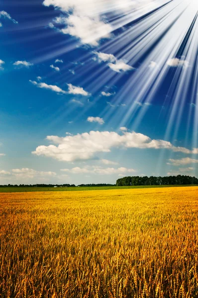 Campo amarelo incrível cheio de trigo . — Fotografia de Stock