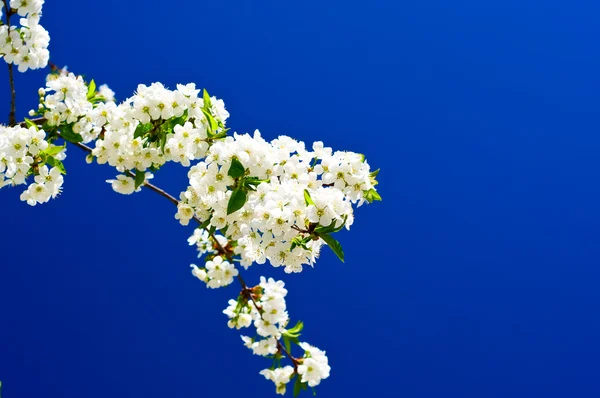 Güzel, renkli erik ağacı çiçeği. — Stok fotoğraf