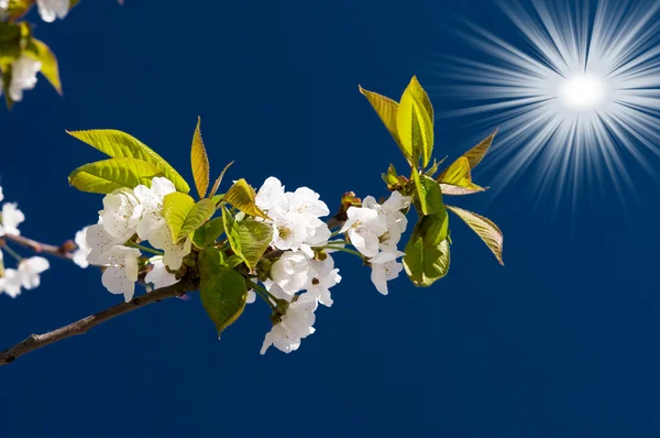 Astonishing sun and blooming cherry branch by springtime. — Stock Photo, Image