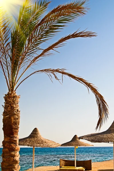 Beautiful palm and seashore in the resort. — Stock Photo, Image